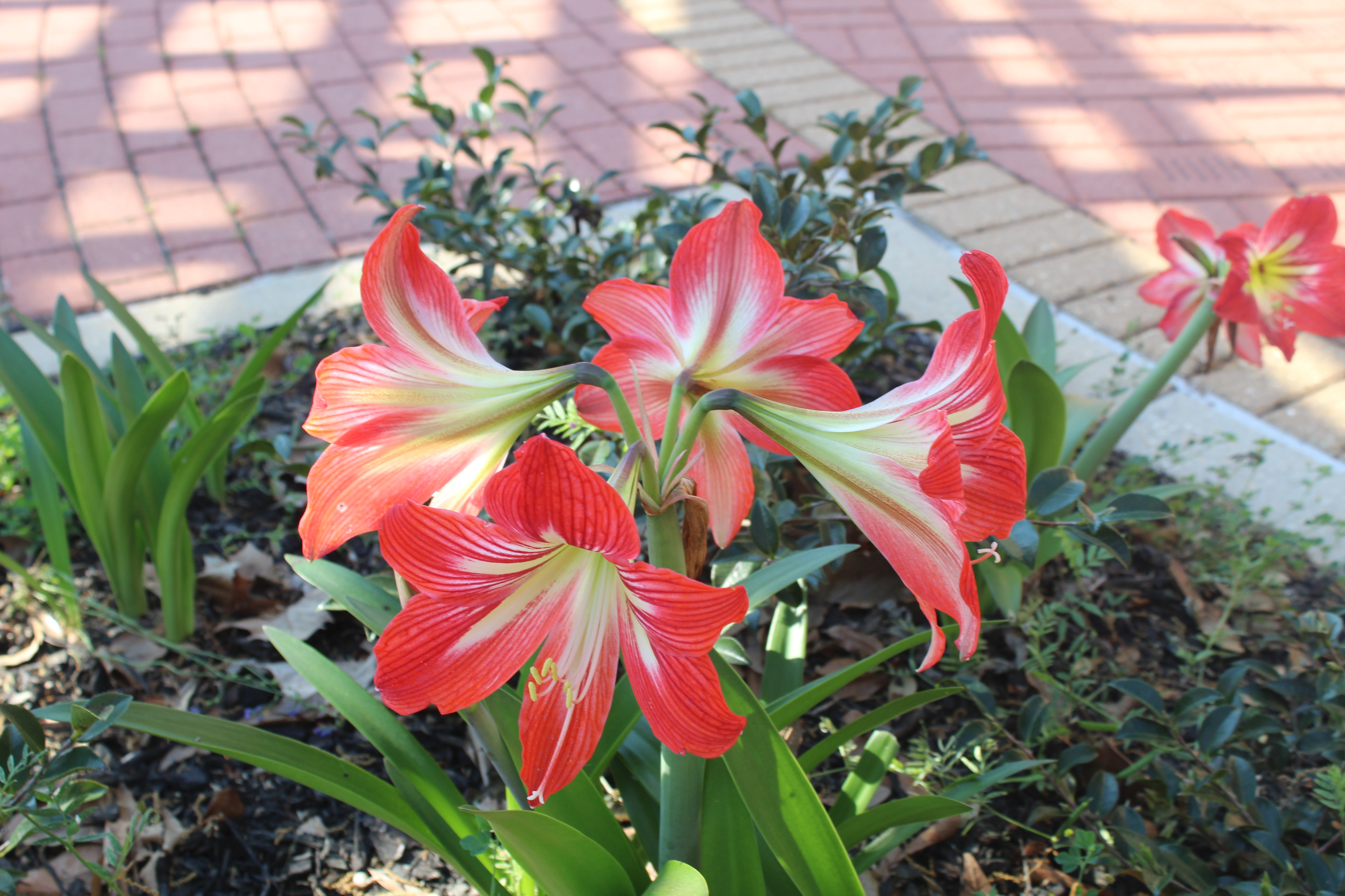 A Big Flower