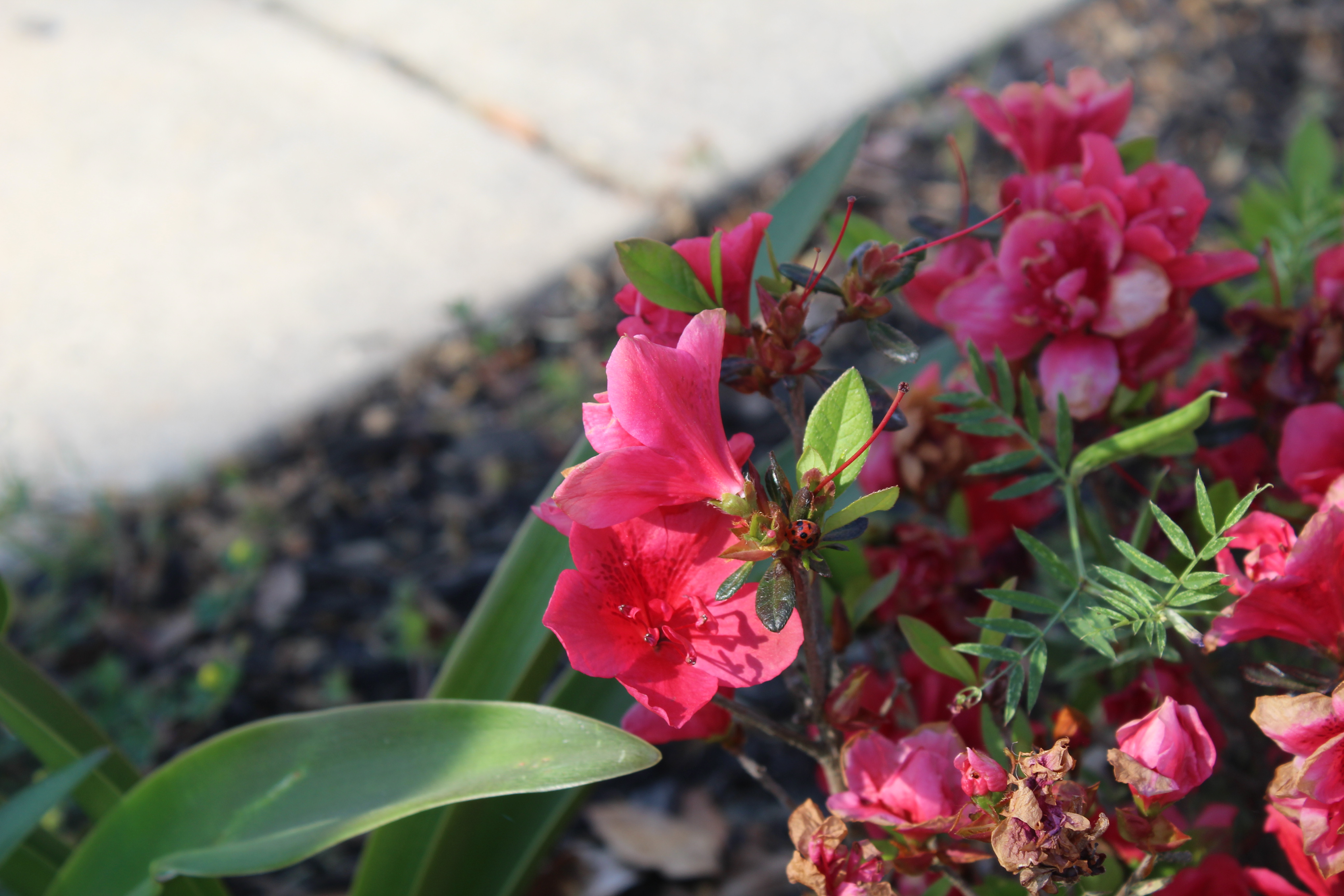 A Small flower